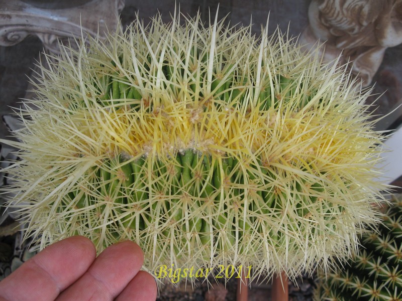 Echinocactus grusonii f. cristatus 