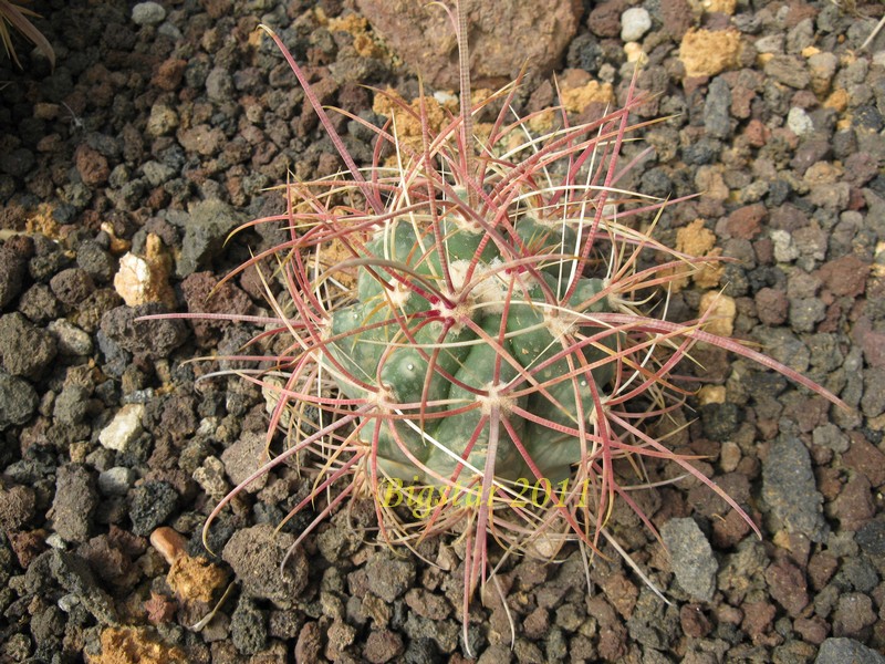 Ferocactus cylindraceus DJF 1355