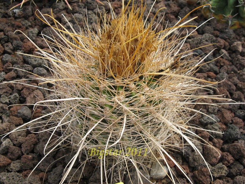 Ferocactus hamatacanthus 