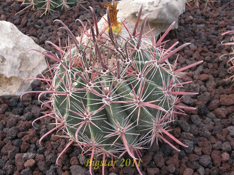 Ferocactus peninsulae v. townsendianus 