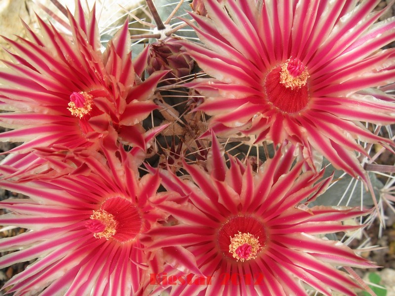 Ferocactus peninsulae v. townsendianus PP 151