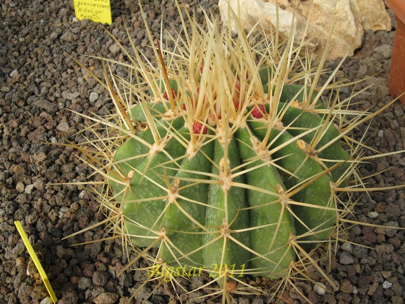 Ferocactus reppenhagenii 