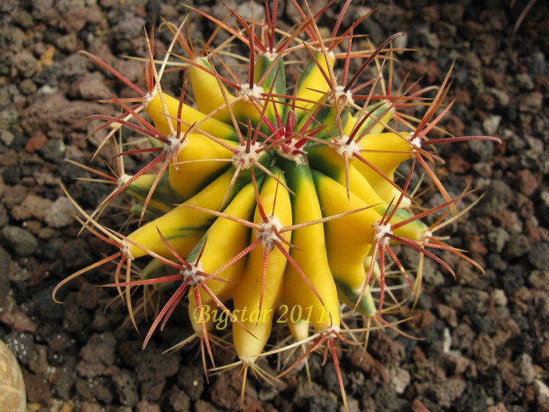 Ferocactus wislizeni 