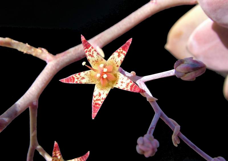 Graptopetalum superbum 