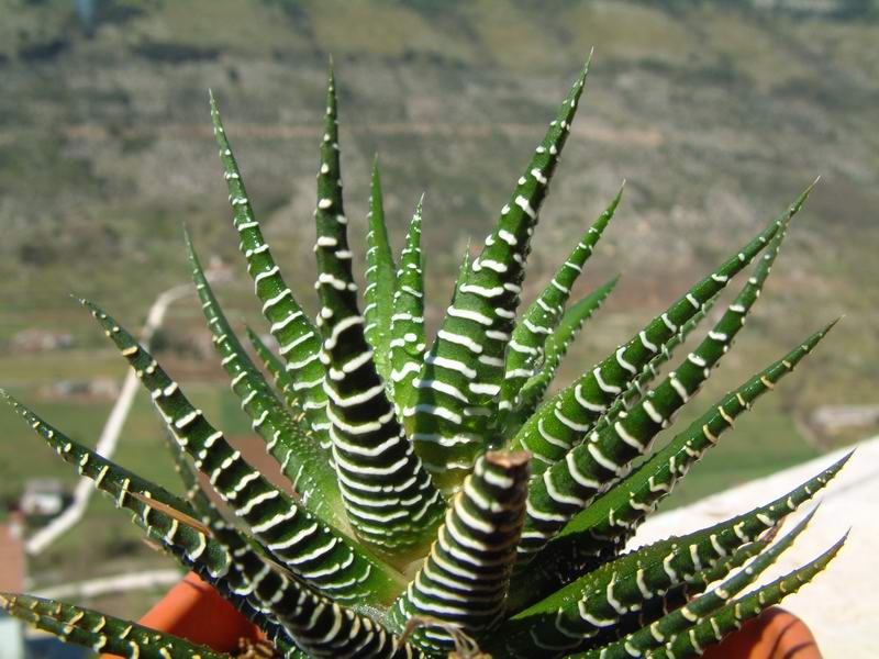 Haworthia pumila 