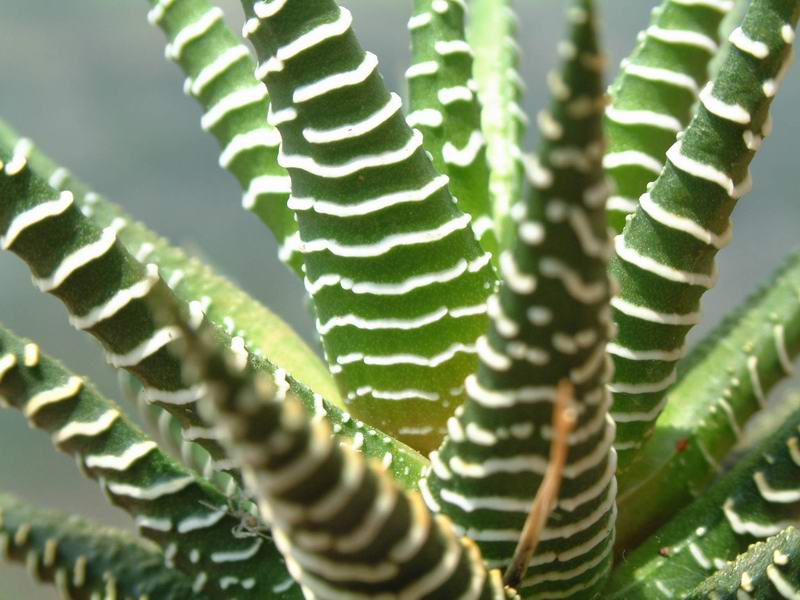 Haworthia pumila 