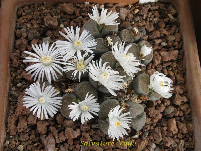 lithops hallii