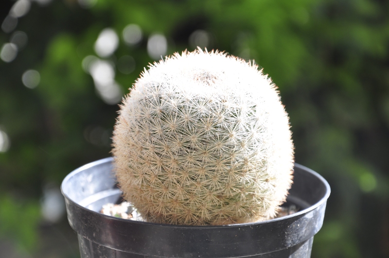 Mammillaria candida 