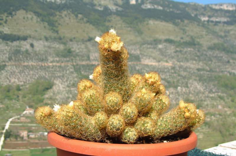 Mammillaria elongata 