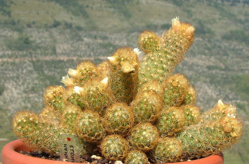 Mammillaria elongata 