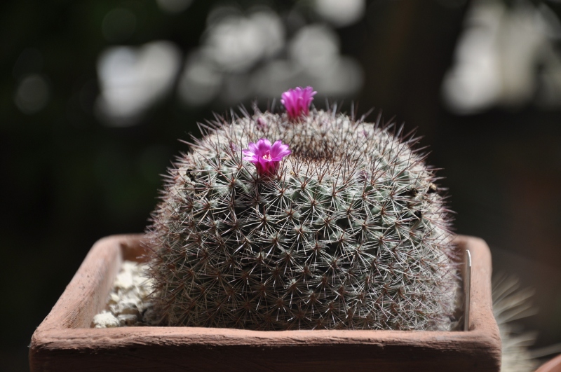 Mammillaria temorisensis Rog 709