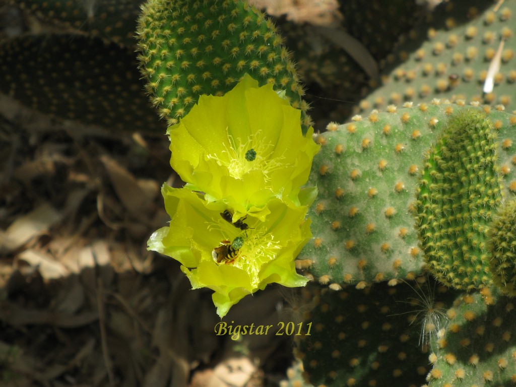 Opuntia microdasys v. pallida 