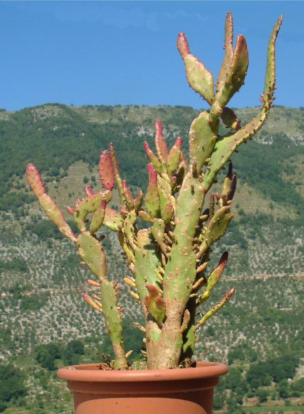 Opuntia vulgaris 