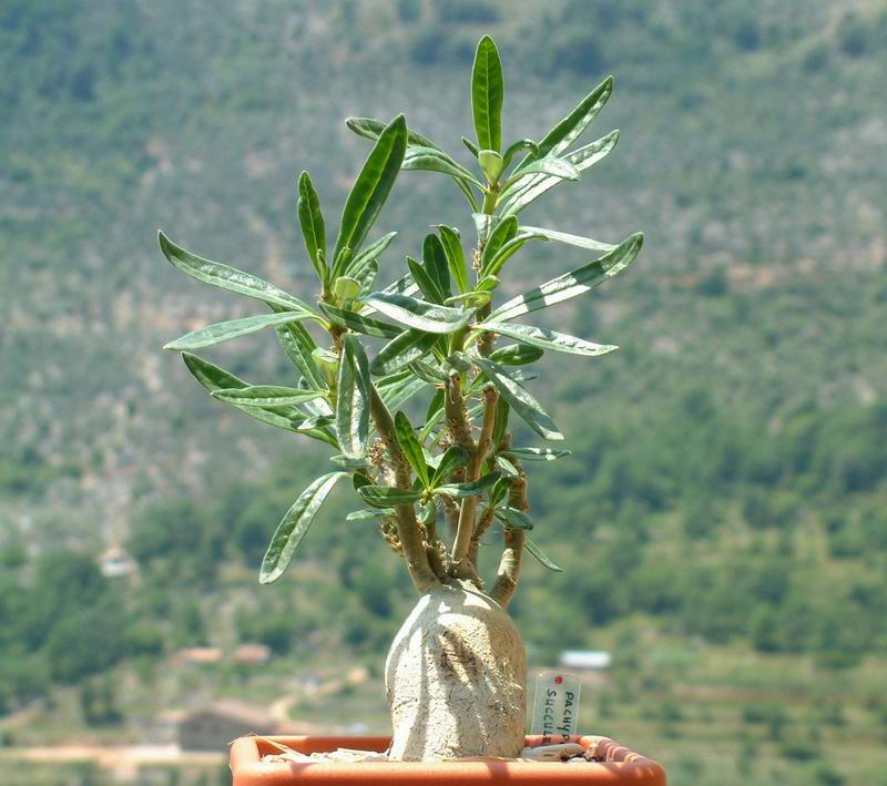 Pachypodium succulentum 