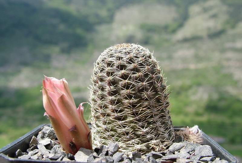 Rebutia haagei FR 1115