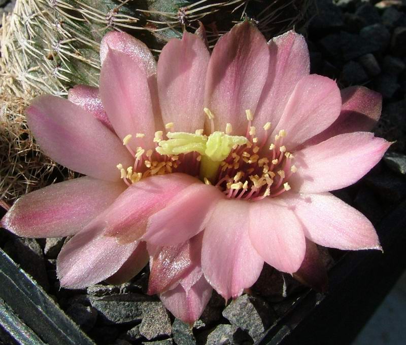 Rebutia haagei FR 1115