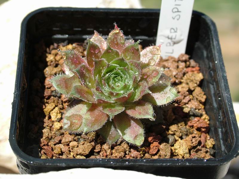 sempervivum cv. 'silberspitz'