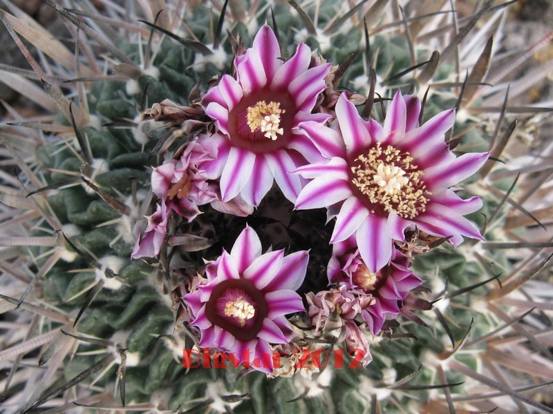 Stenocactus  