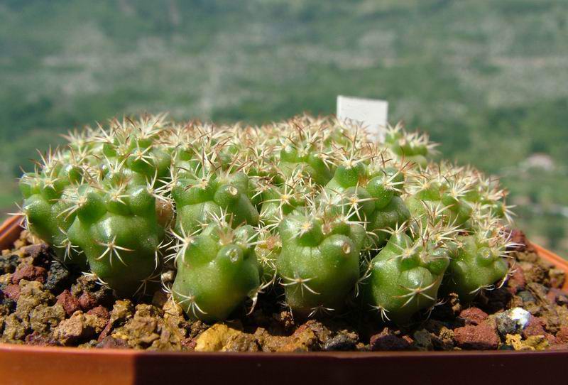 turbinicarpus swobodae