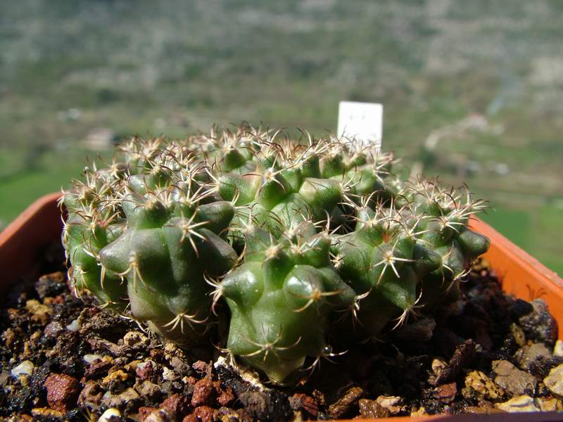 Turbinicarpus swobodae 