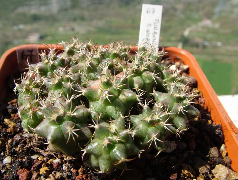 Turbinicarpus swobodae 