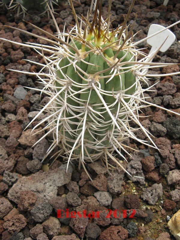 Trichocereus chiloensis 