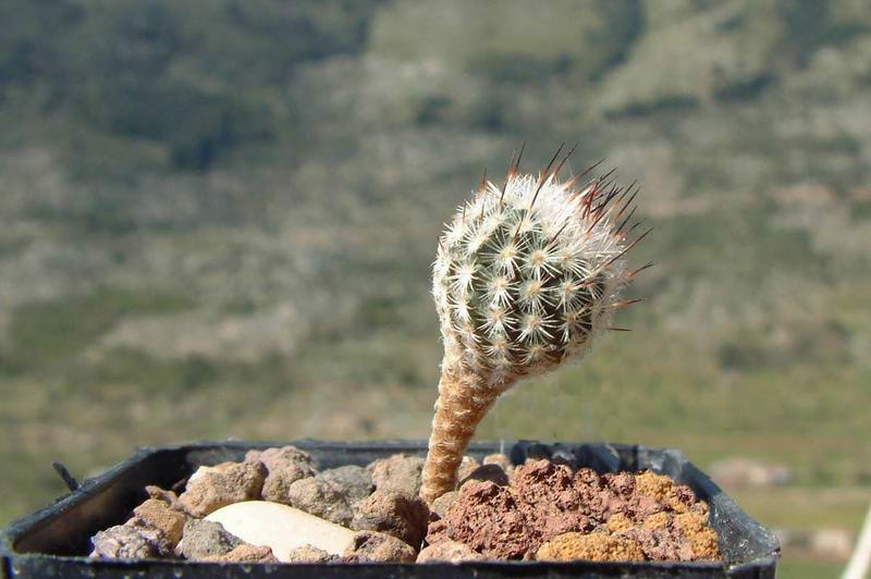 Turbinicarpus booleanus 