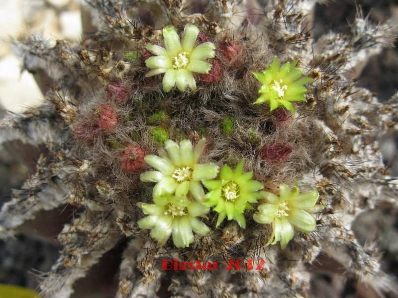 Uebelmannia pectinifera v. horrida 