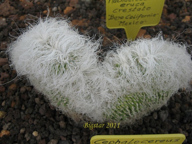 Cephalocereus senilis f. cristatus 