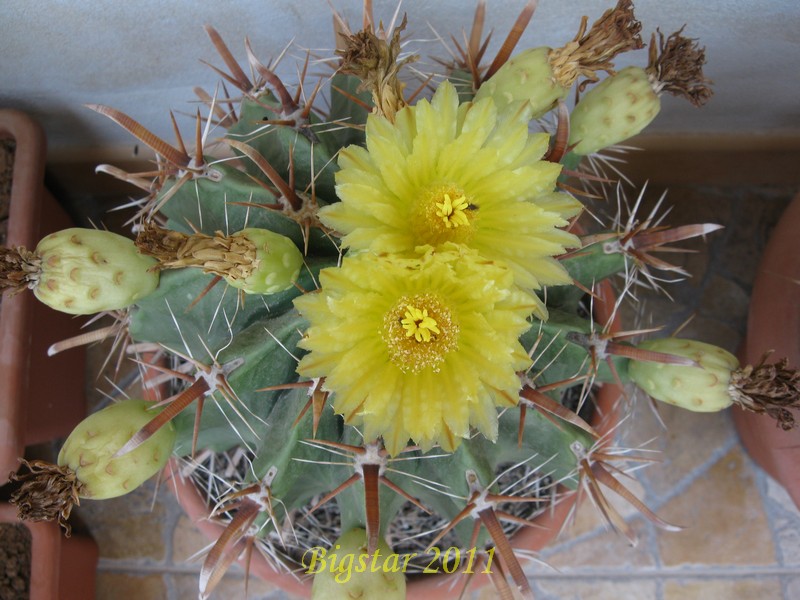 Ferocactus herrerae cv. flavispinus 