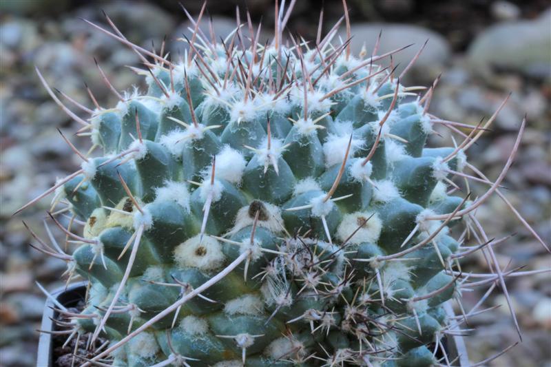 Mammillaria centralifera BZ 27