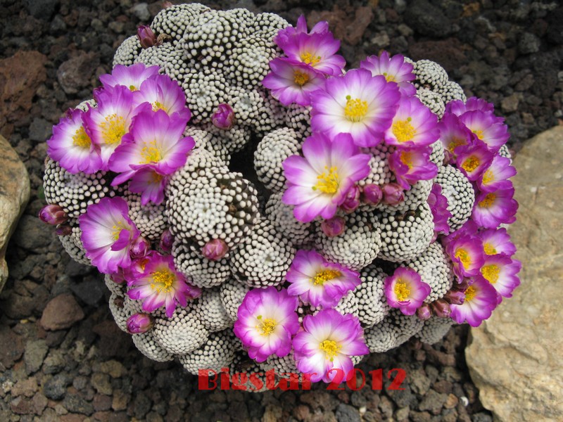 Mammillaria luethyi 