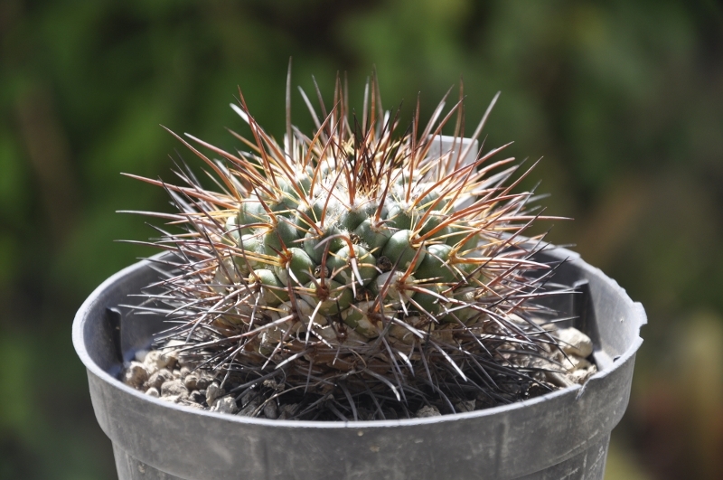 Mammillaria petrophila LAU052