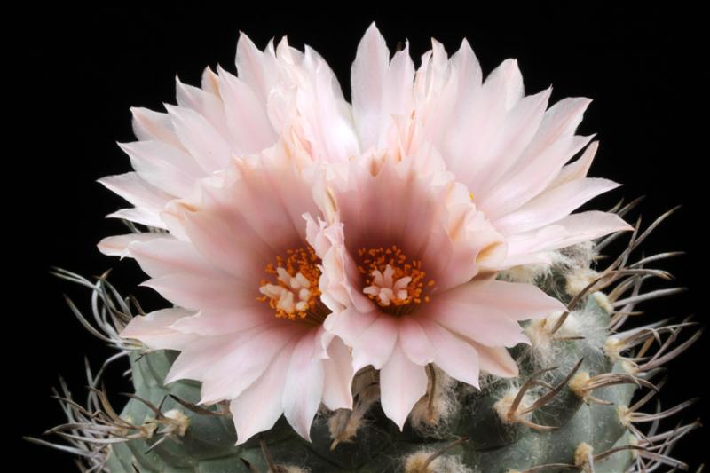 Turbinicarpus hoferi 