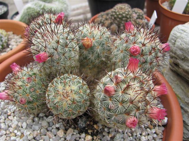 Mammillaria microhelia 