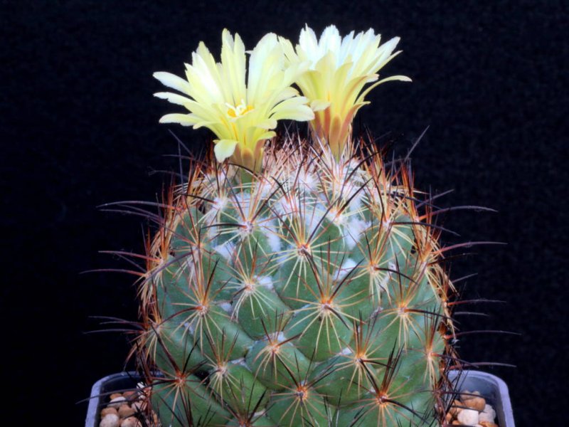 Coryphantha cornifera 