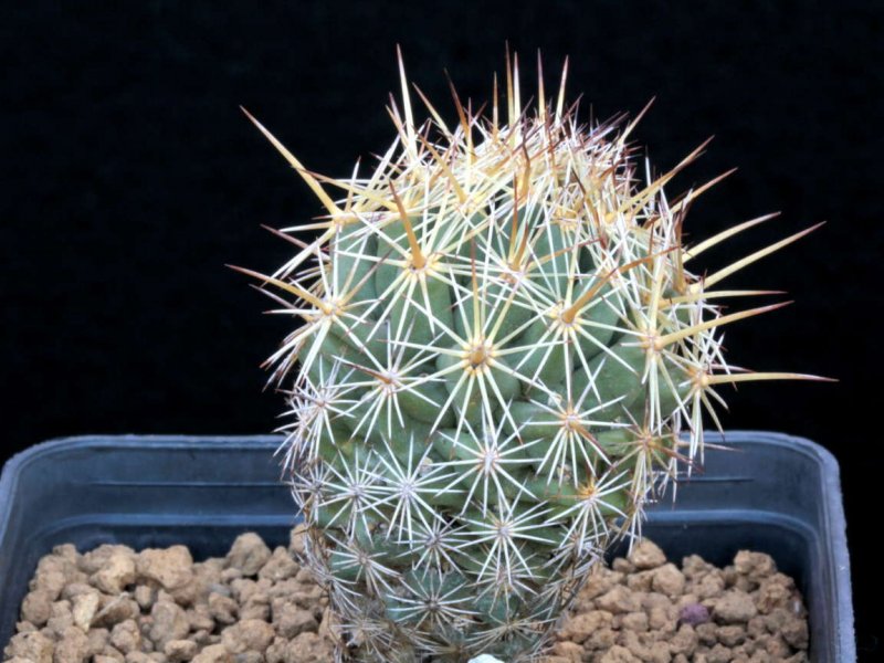 Coryphantha glanduligera 