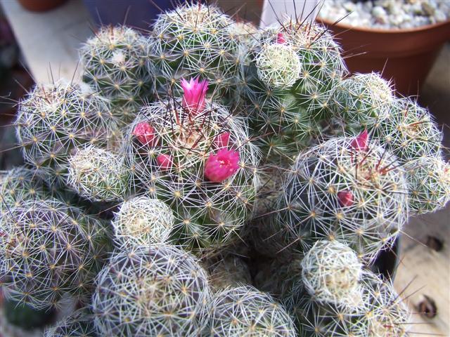 Mammillaria vetula ssp. gracilis 