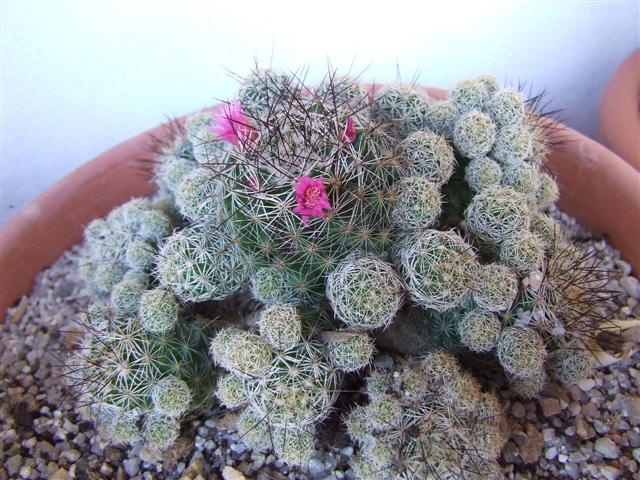 Mammillaria vetula ssp. gracilis 