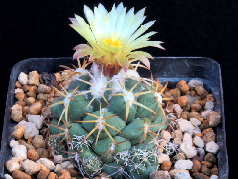 Coryphantha elephantidens 