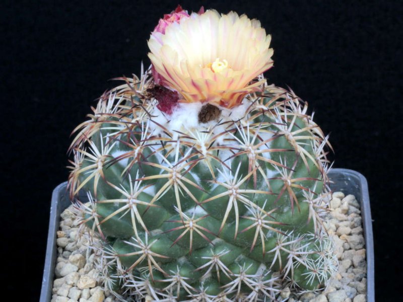Coryphantha retusa 