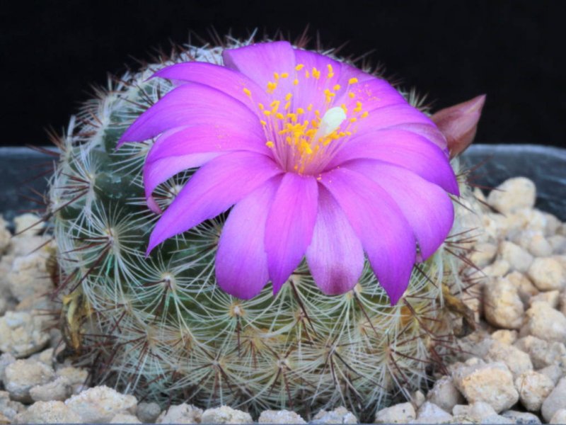 Mammillaria deherdtiana ssp. dodsonii 