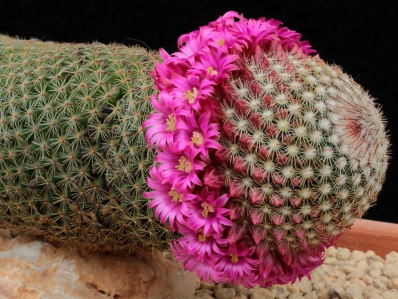 Mammillaria matudae 