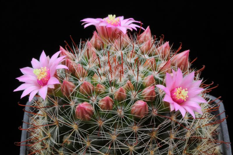 Mammillaria zeilmanniana 