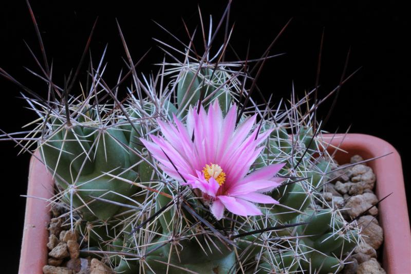 Coryphantha macromeris 