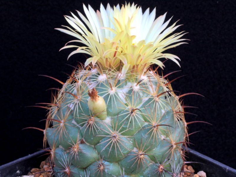 Coryphantha pallida 