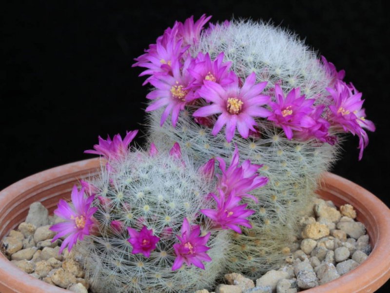 Mammillaria laui ssp. dasyacantha 