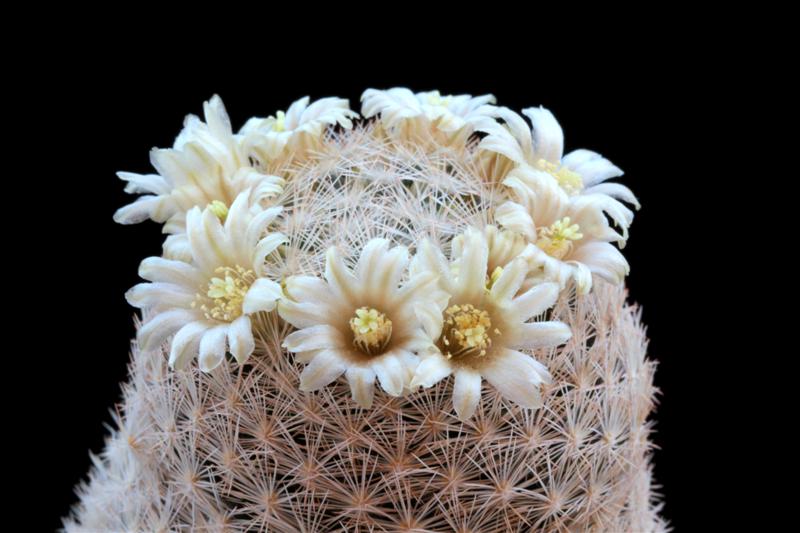 Mammillaria magallanii 