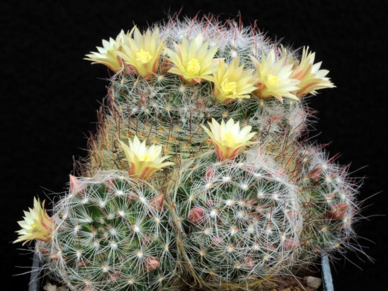 Mammillaria nana SB 1443