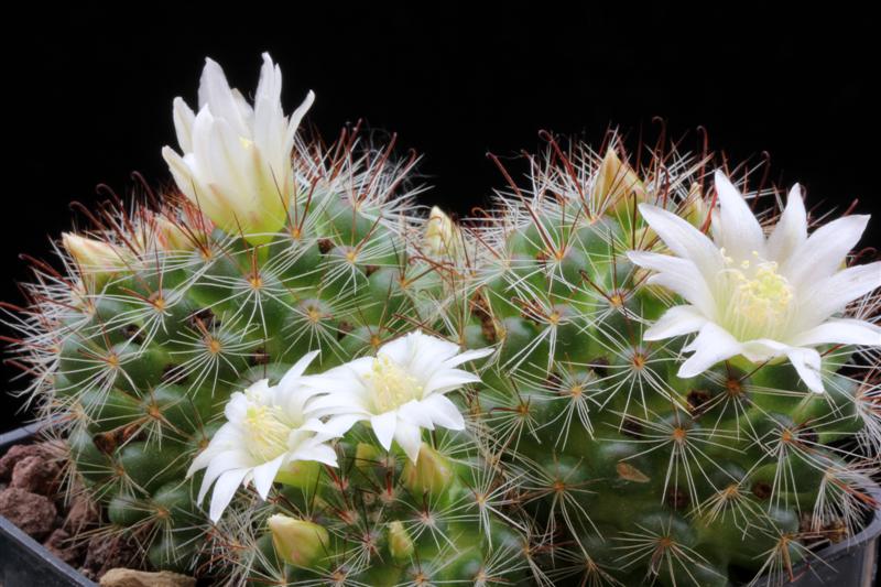 Mammillaria zeilmanniana 